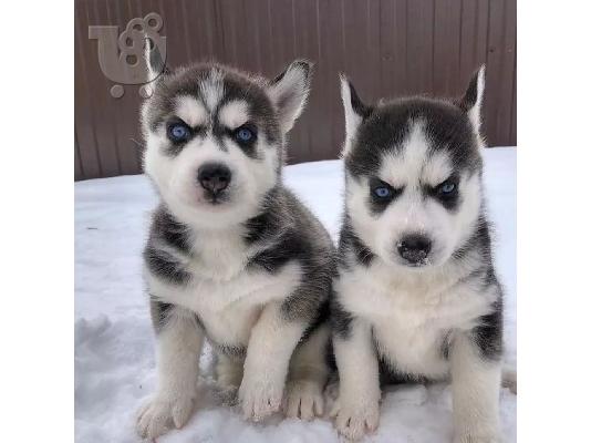 PoulaTo: Πωλούνται αξιολάτρευτα κουτάβια Husky Siberian